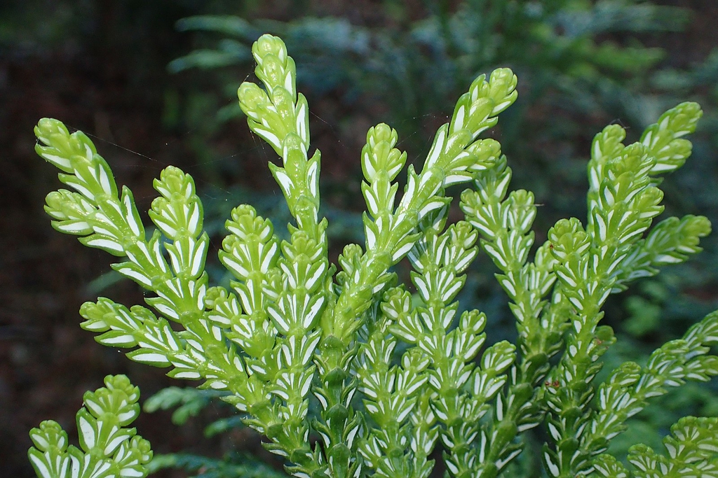 Underside of leaf