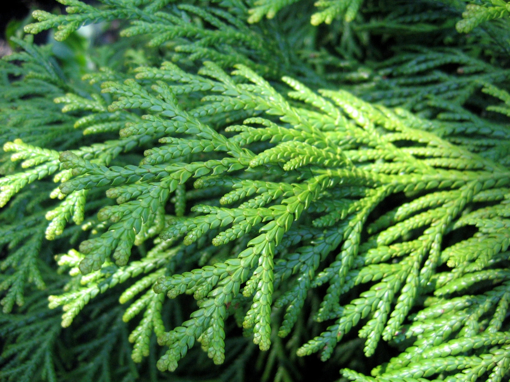 Leaf