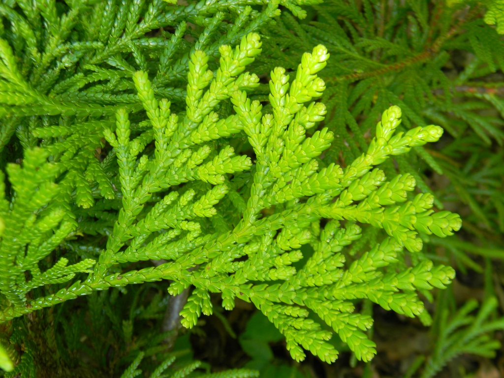 Thujopsis dolabrata