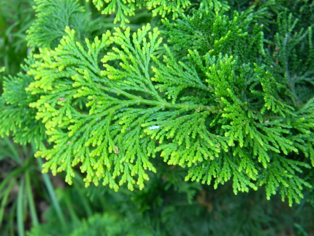 Thujopsis dolabrata