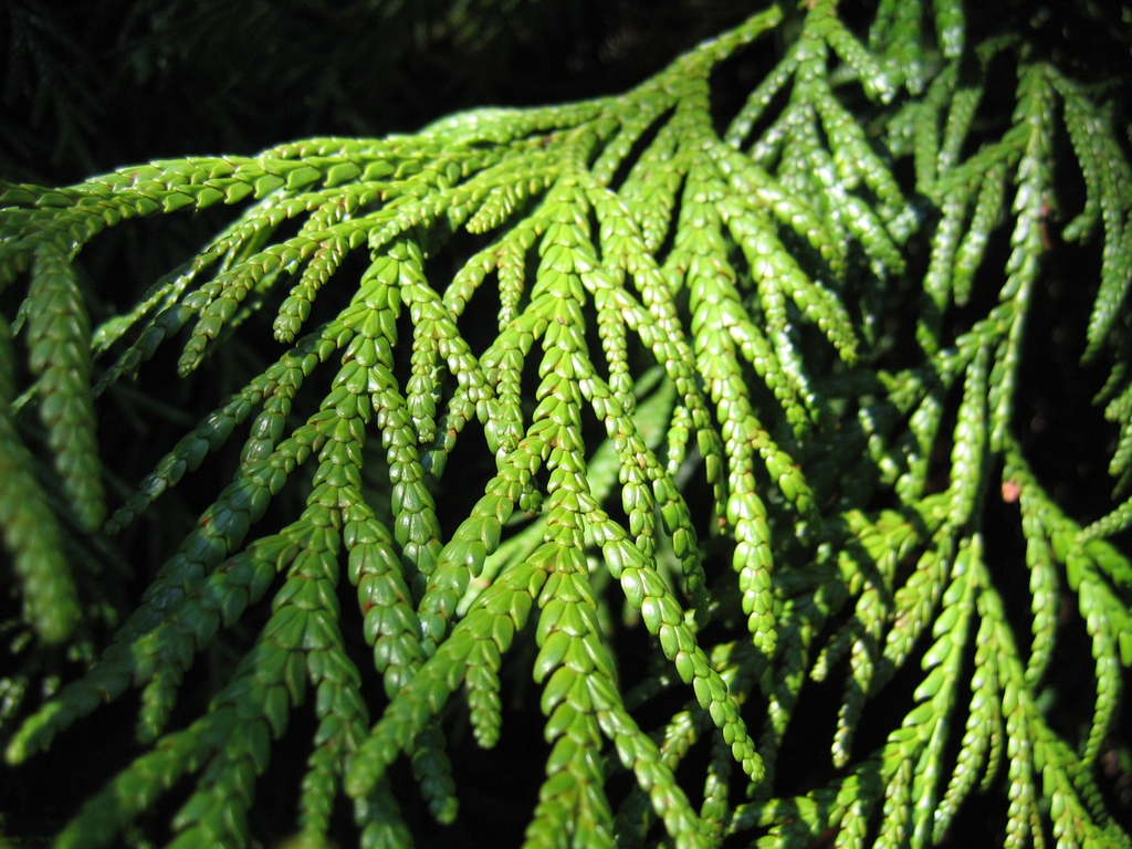 Thujopsis dolabrata