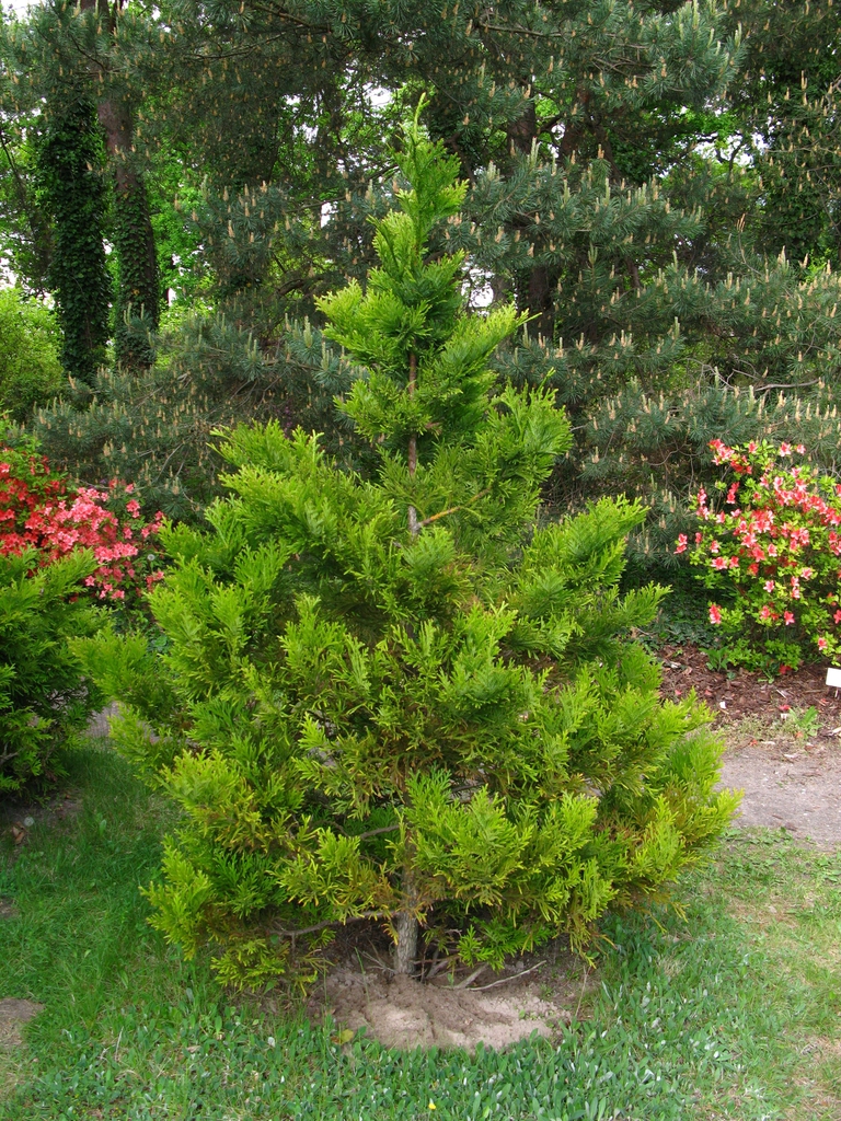 Thujopsis dolabrata