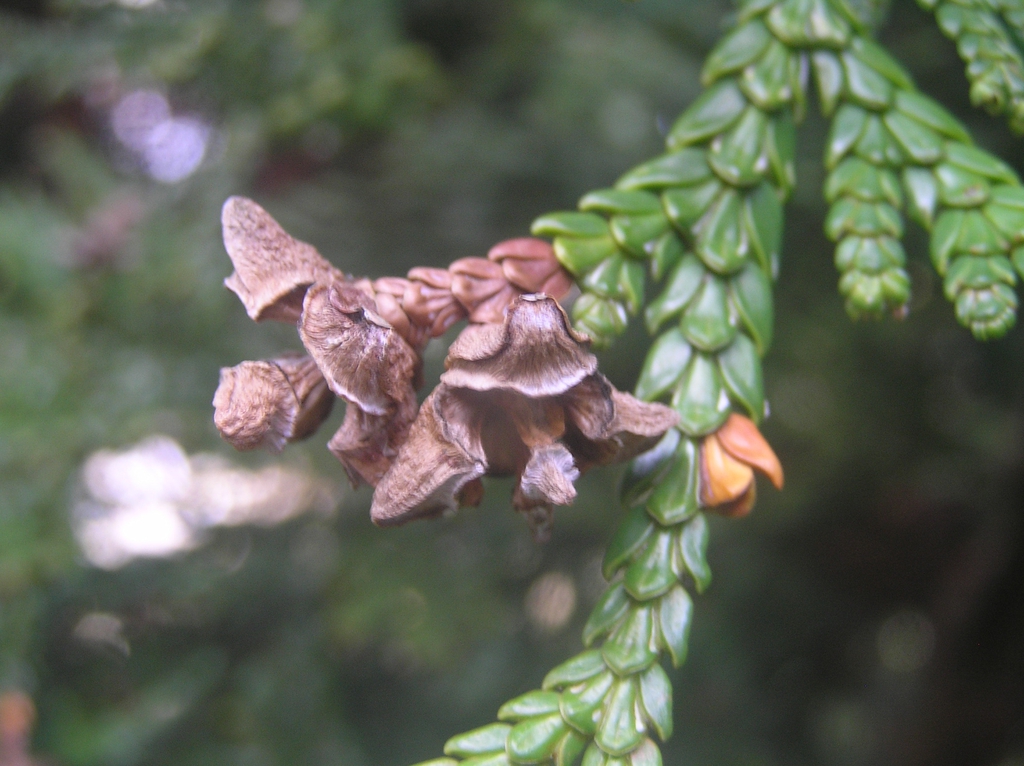 Form