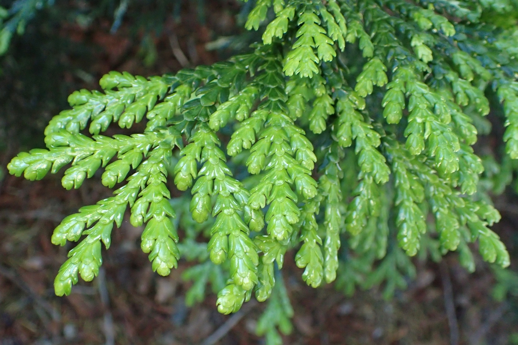 Thujopsis dolabrata