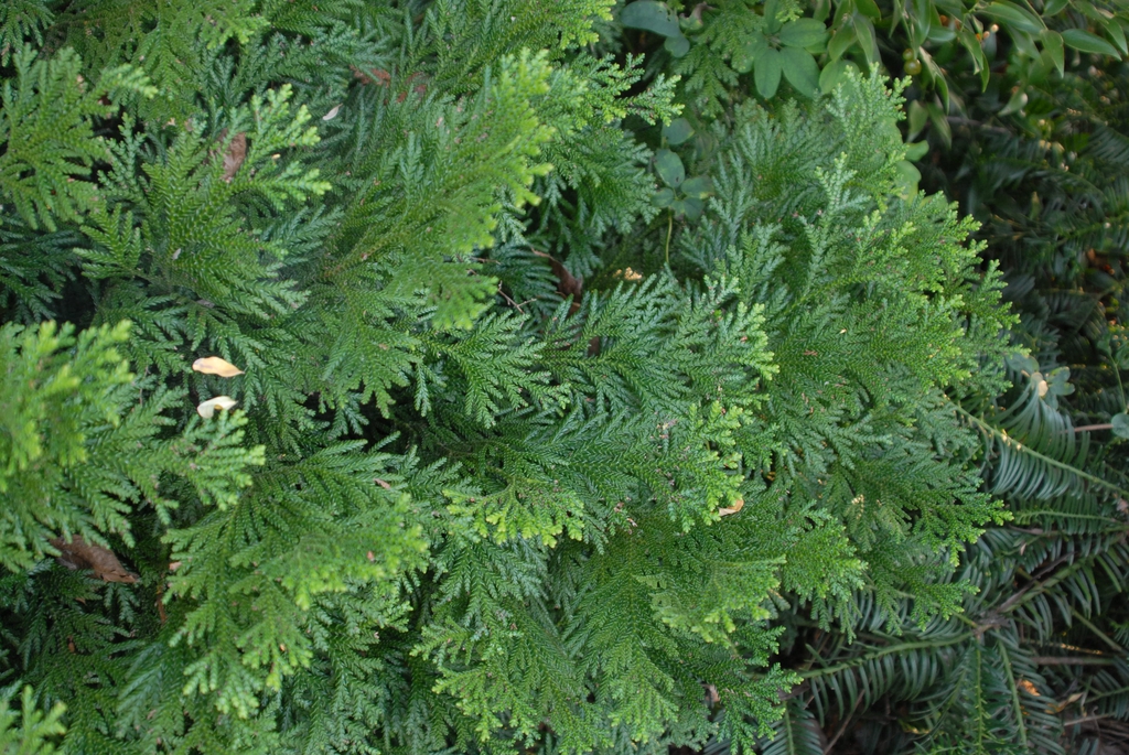 Thujopsis dolobrata