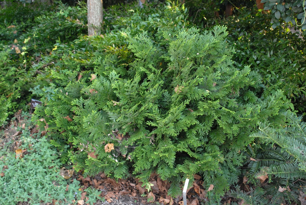 Thujopsis dolobrata
