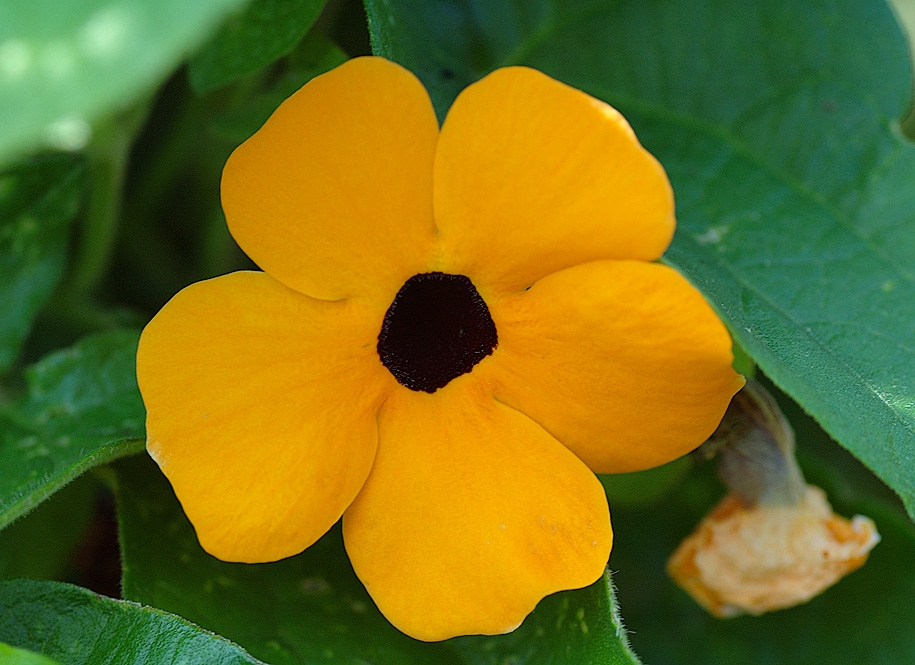 Flower detail