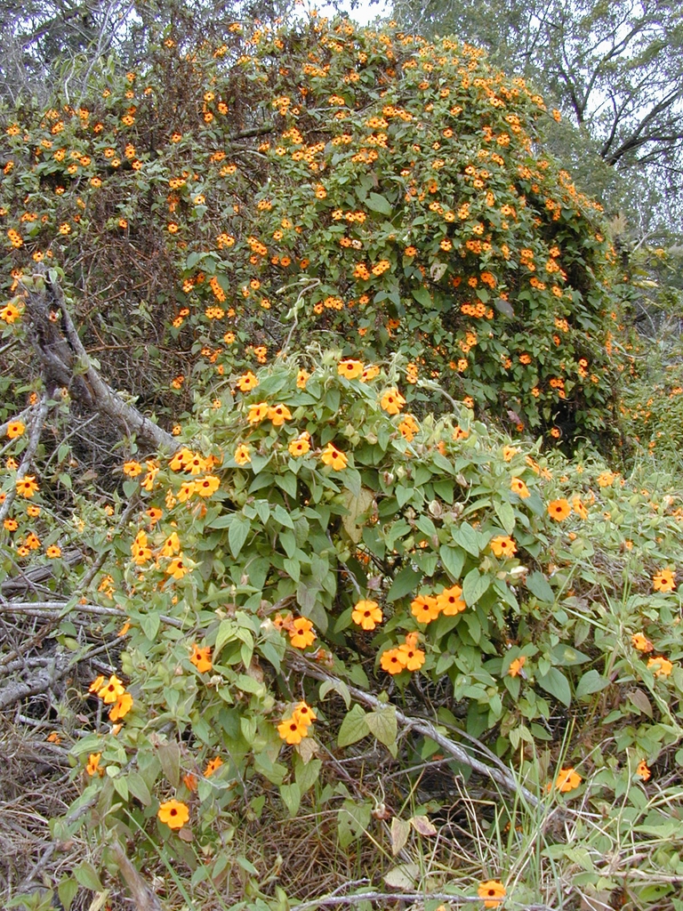 Native habitat