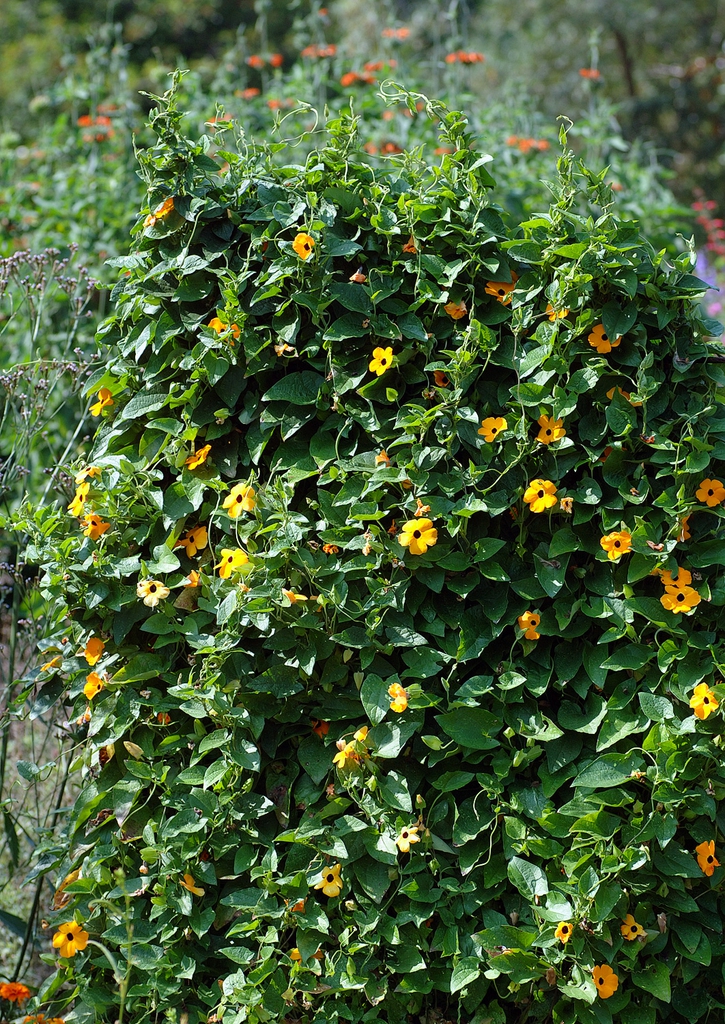 Form