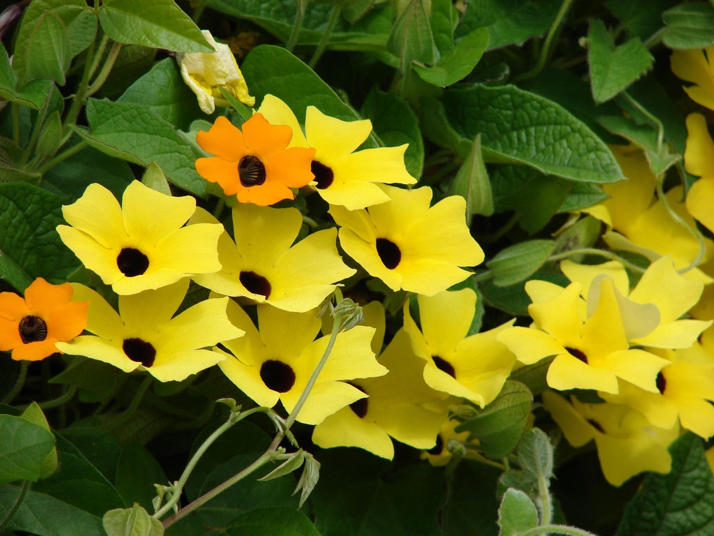 Flower colors
