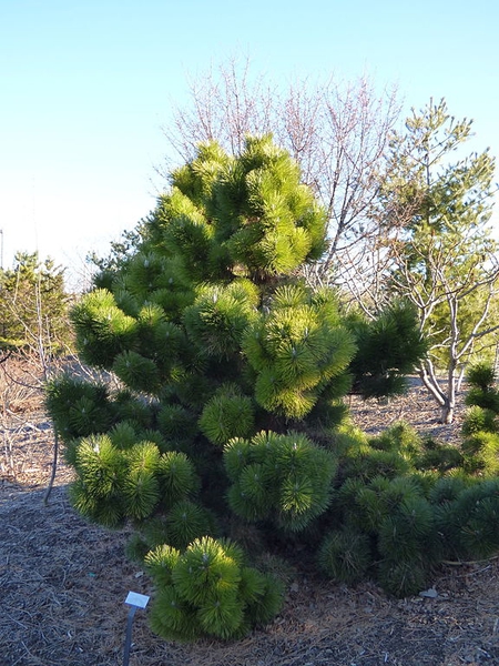 Pinus thunbergii 'Thunderhead'