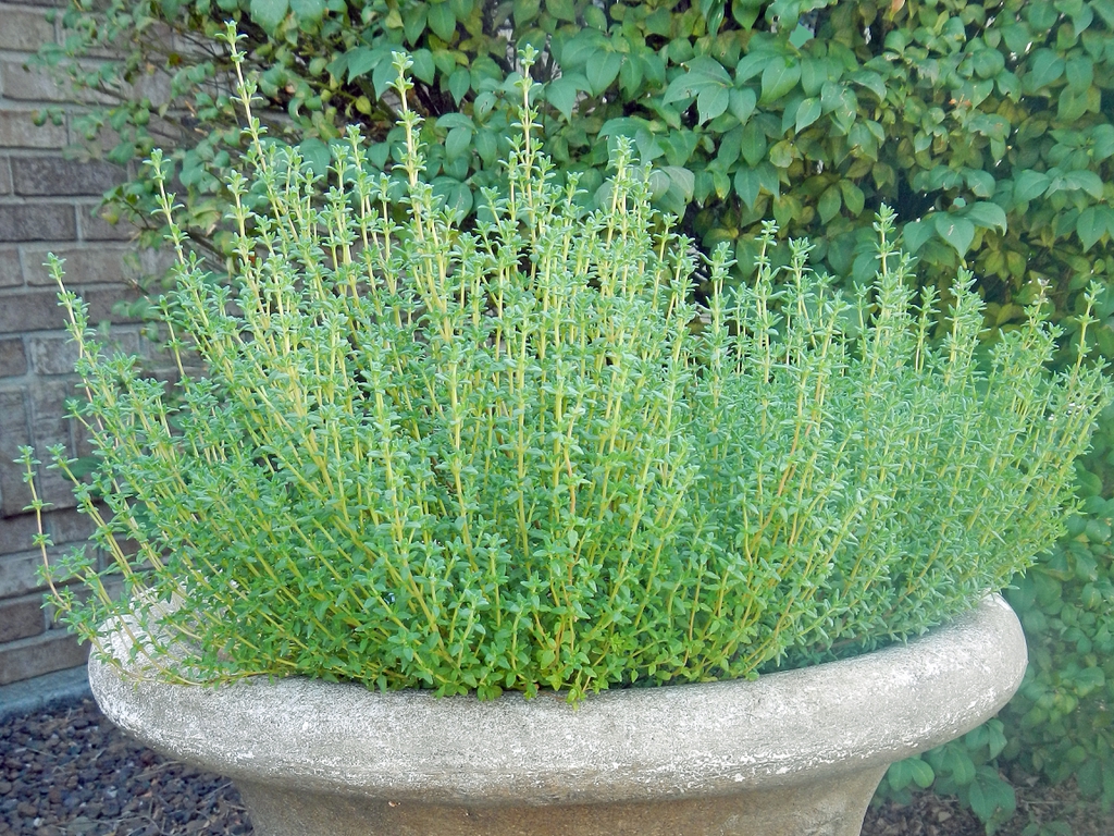 Thyme in a container