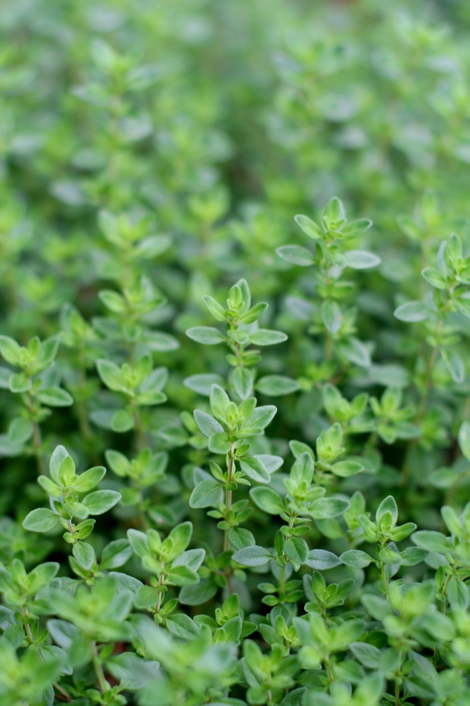 Thyme leaves