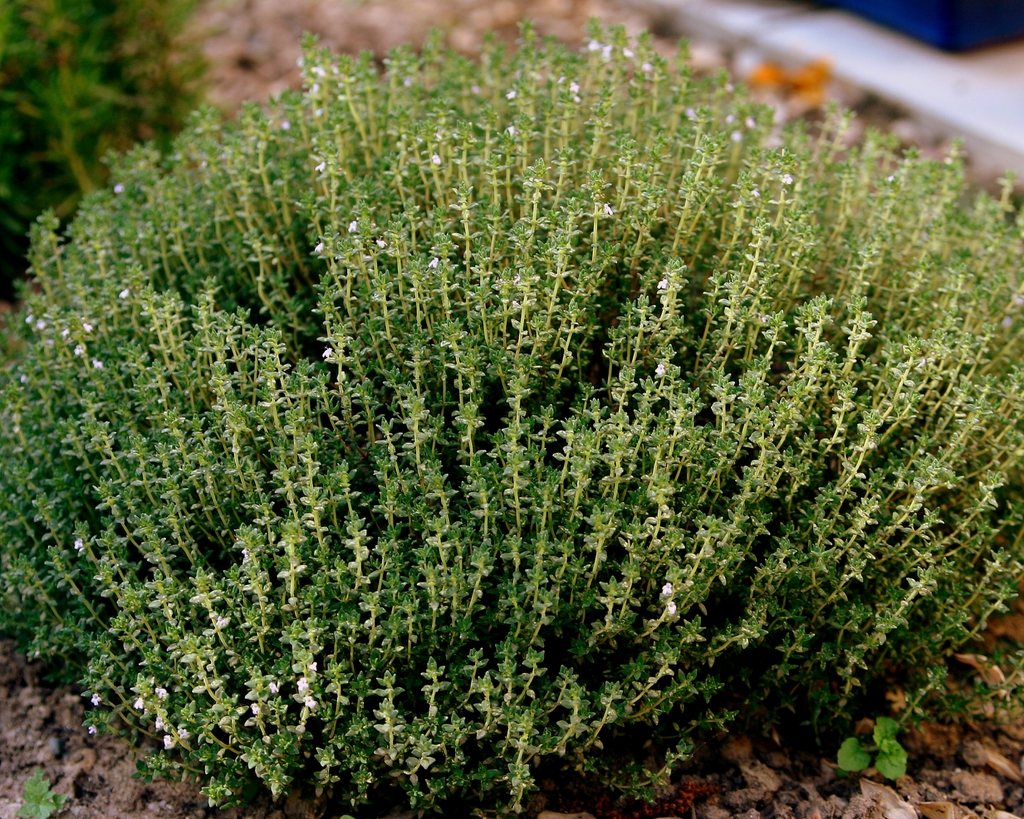 Thymian- Thyme leaves and form