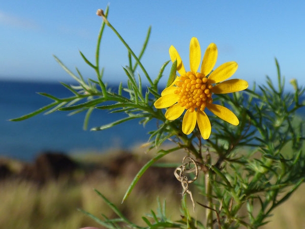 Thymophylla tenuiloba