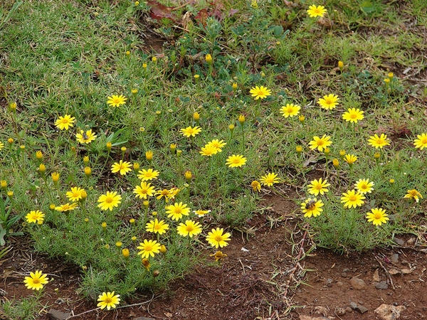 Thymophylla tenuiloba