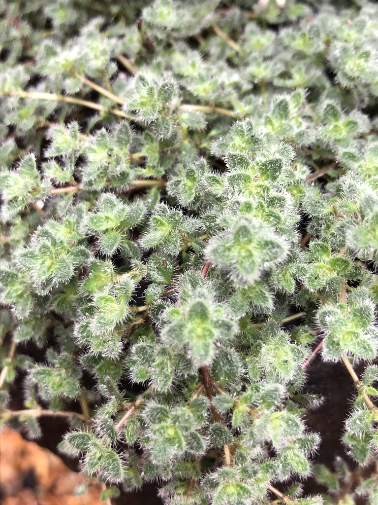 habit, Warren County, NC