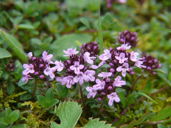 Thymus praecox