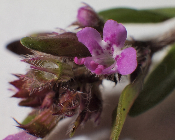 Thymus praecox