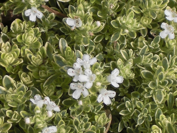 Thymus praecox