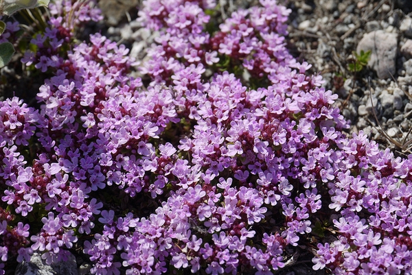 Thymus praecox