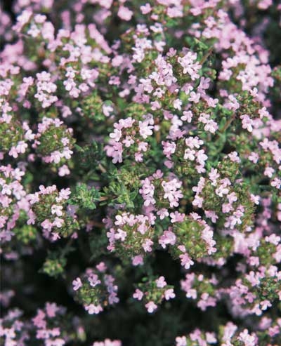 Thymus vulgaris