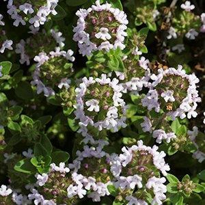 Thymus vulgaris