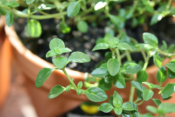 Thymus vulgaris