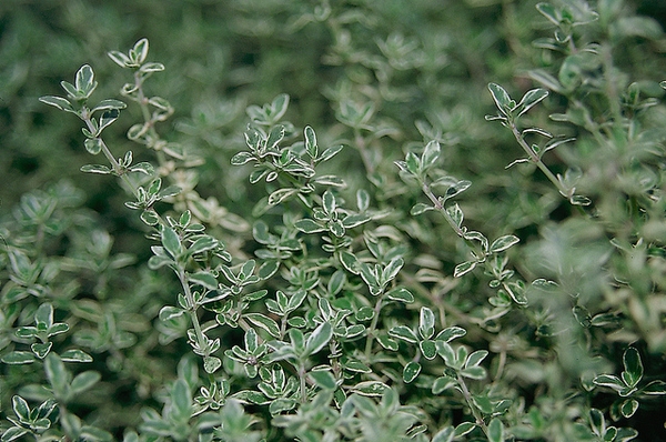 Thymus vulgaris