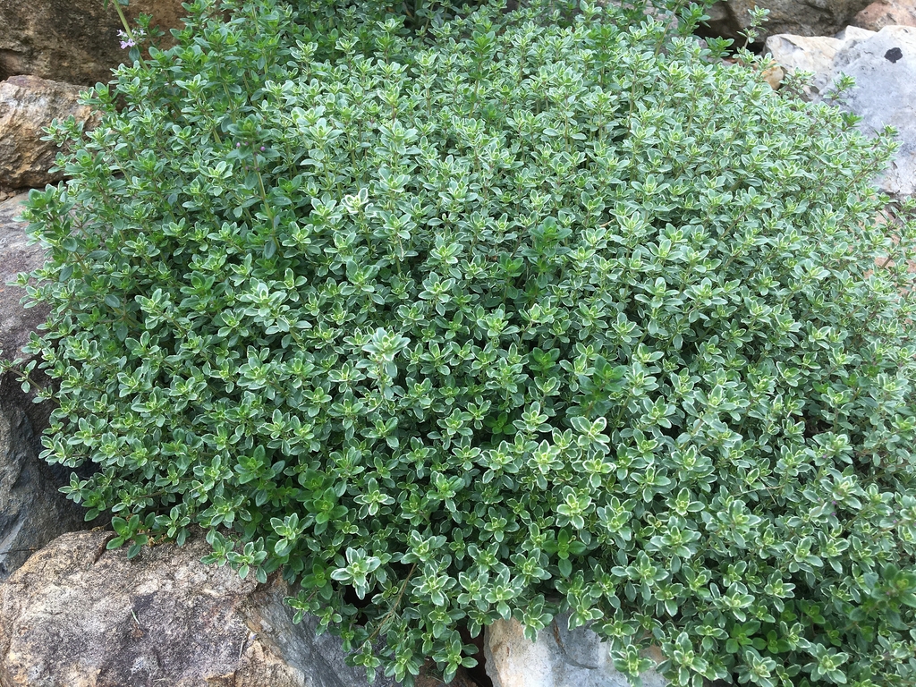 Small compact plant with small, white-edged leaves.