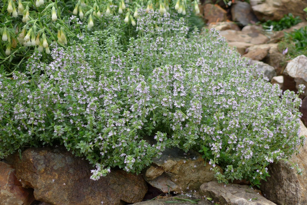 Compact plant covered with tiny, pinkish flowers