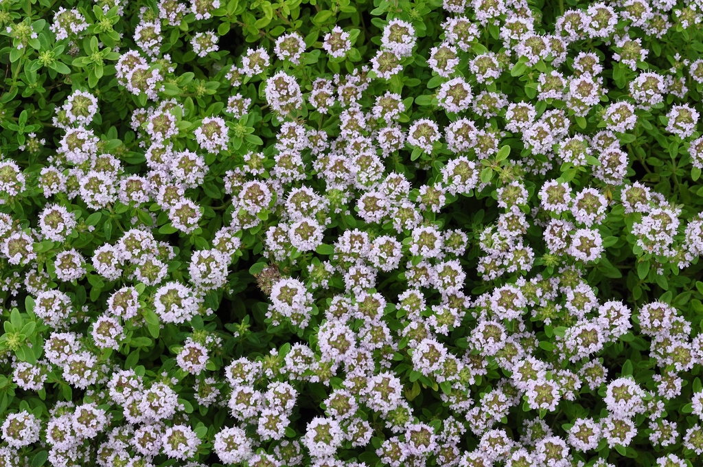 Form in bloom