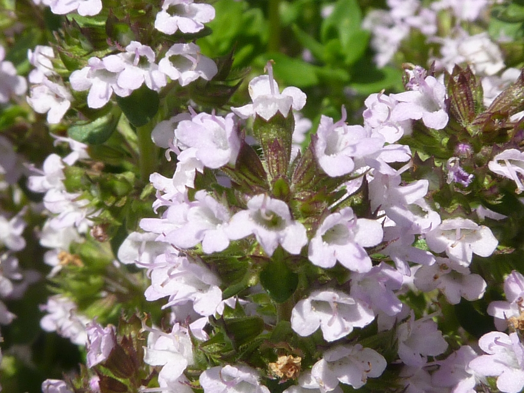 Flower detail