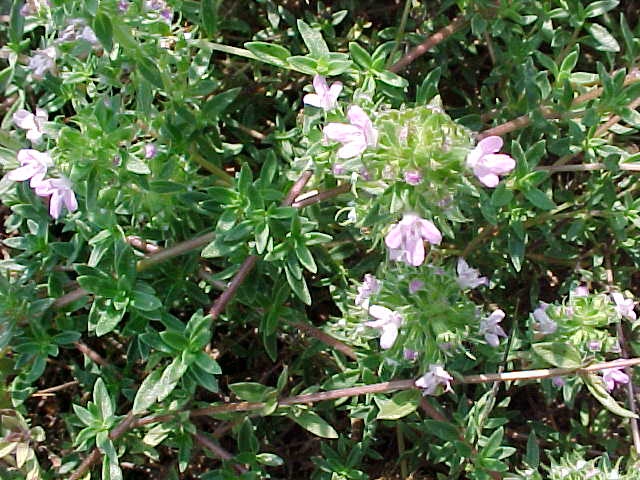 Flowers, stems, leaves
