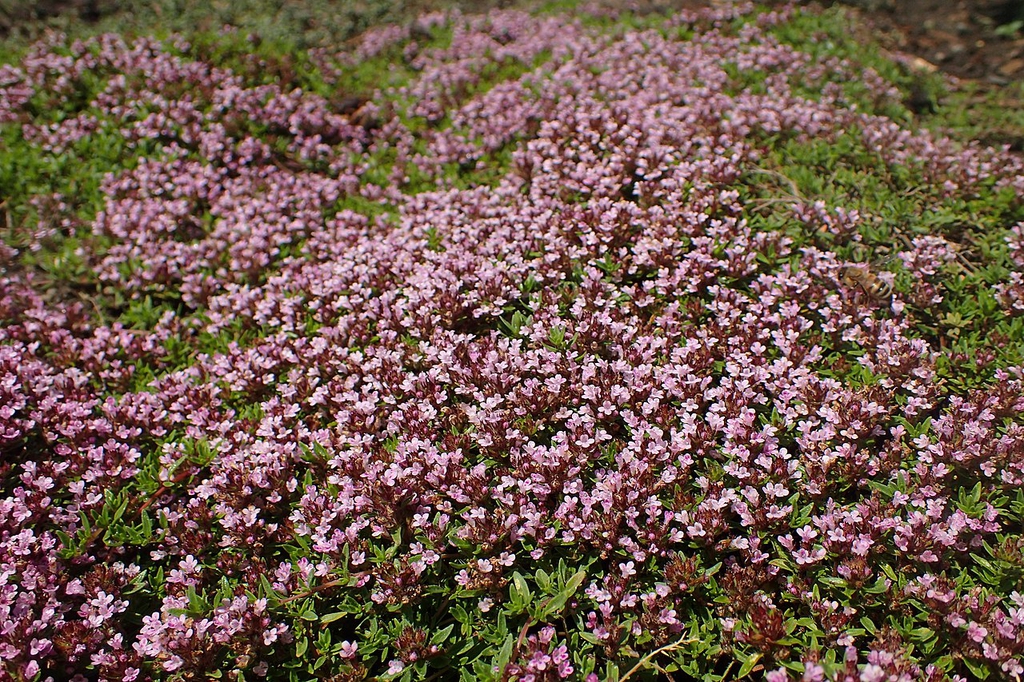 Form