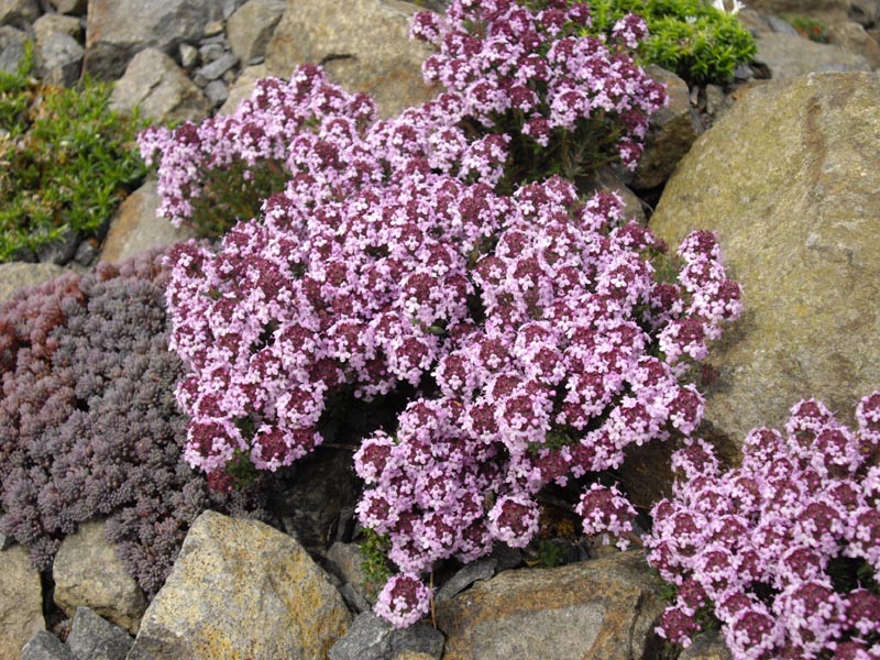 Form in a rock garden