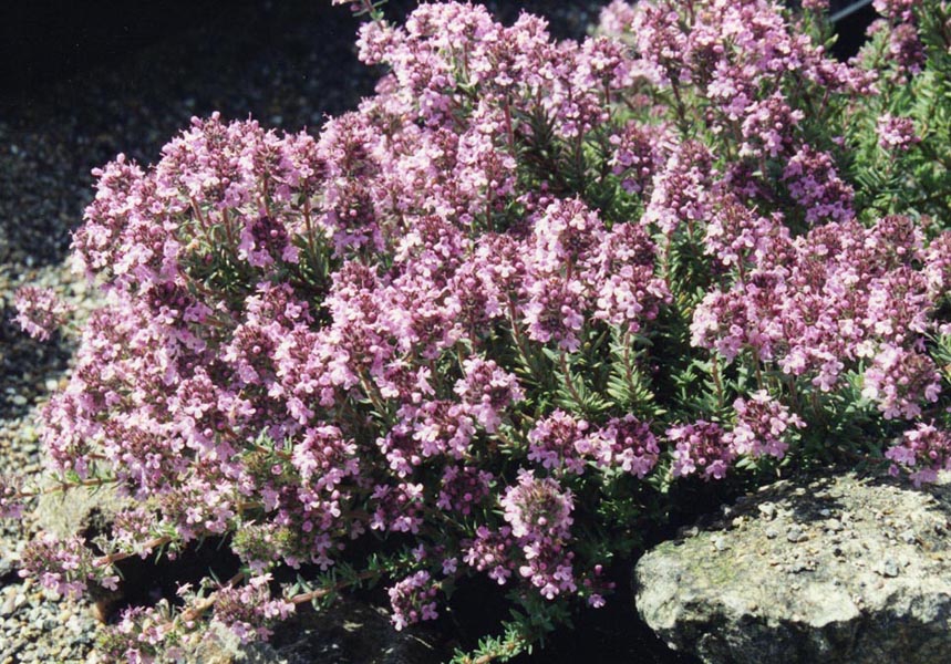 Thymus leucotrichus