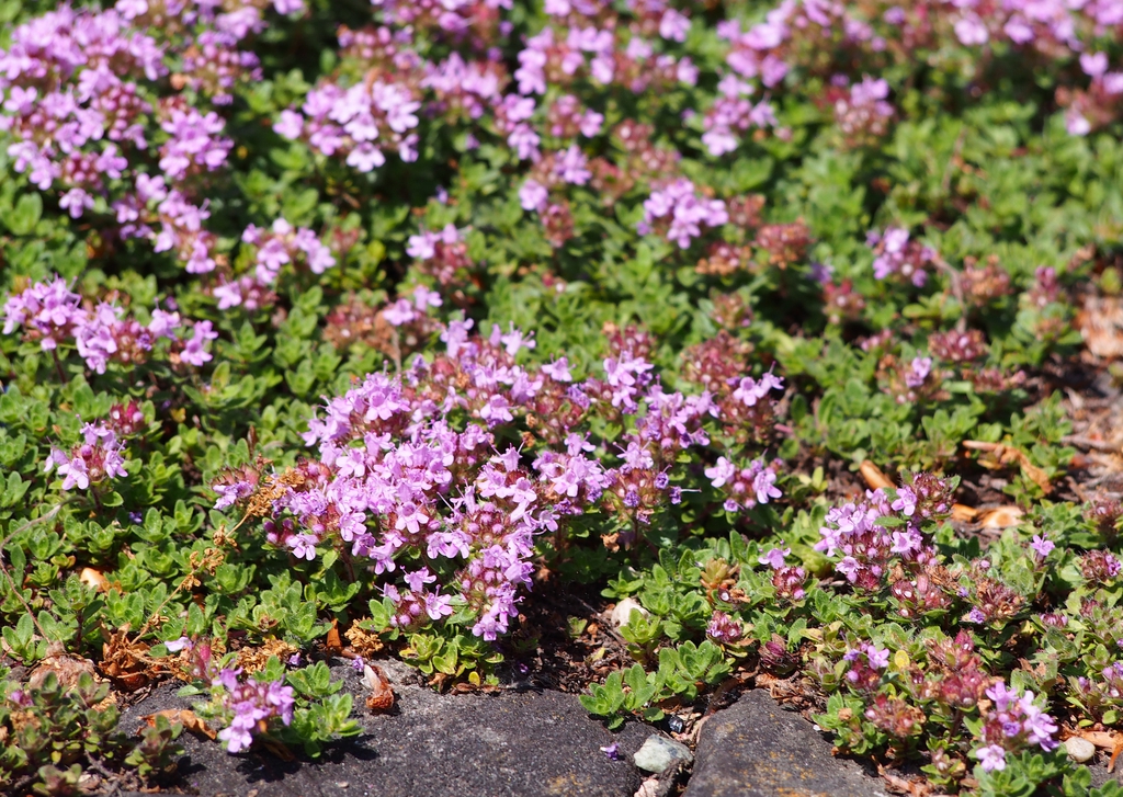 Thymus praecox