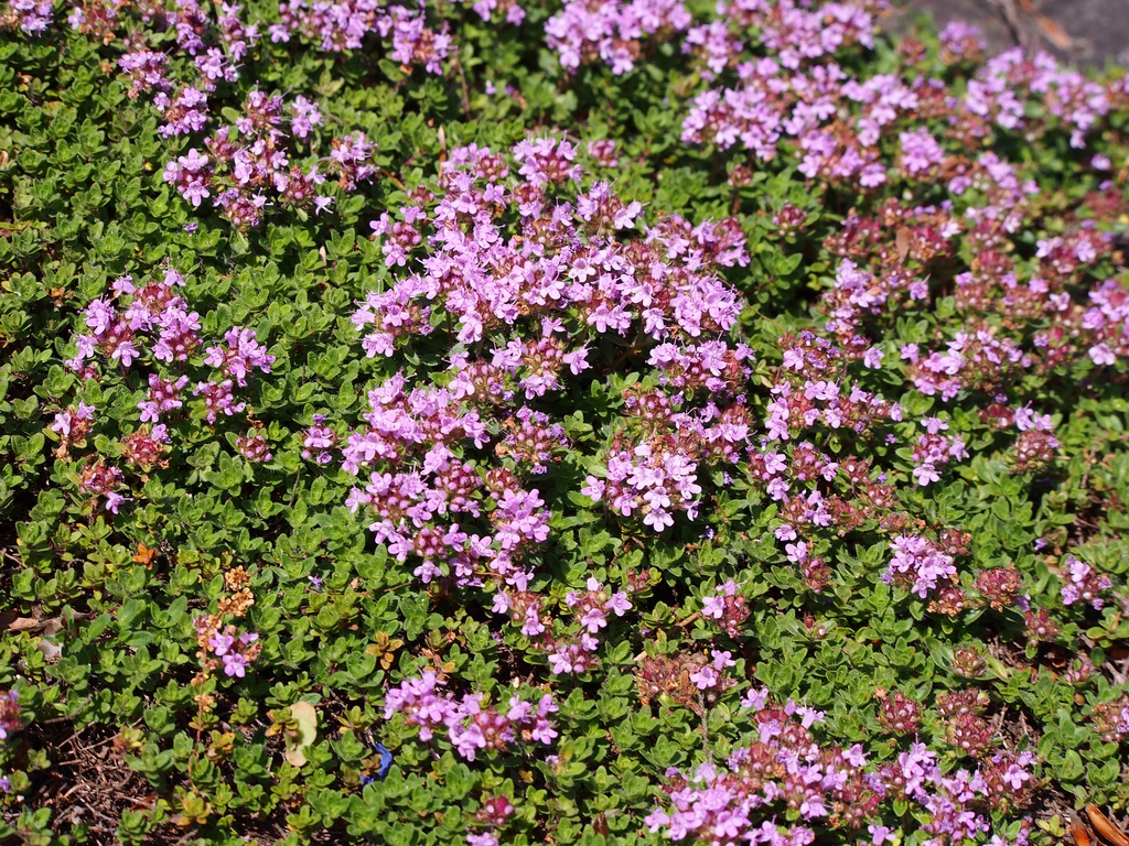 Form
