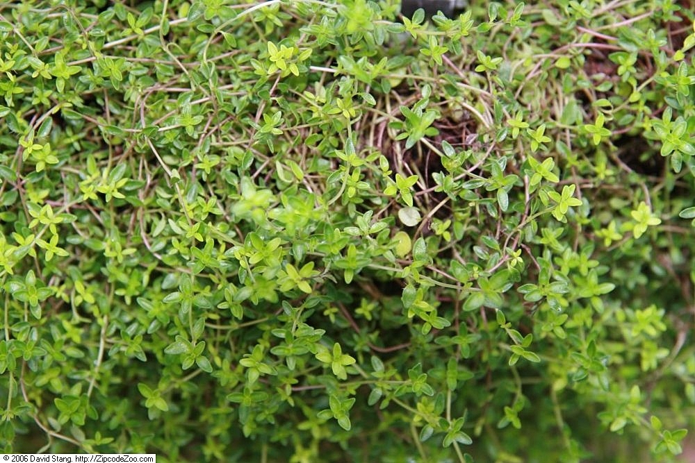 Thymus praecox