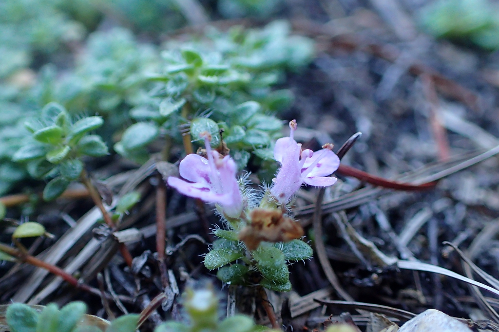 Thymus praecox