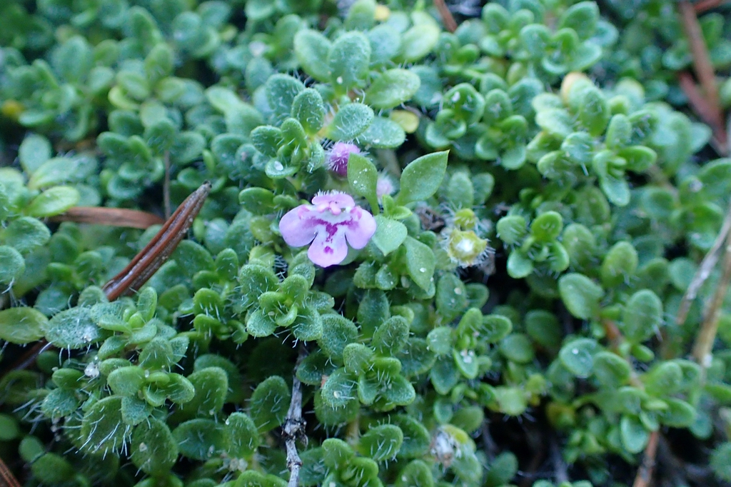 Thymus praecox