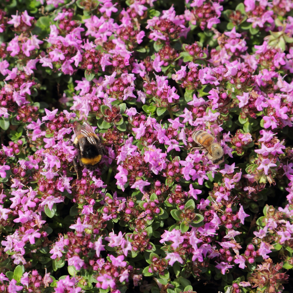 Thymus praecox