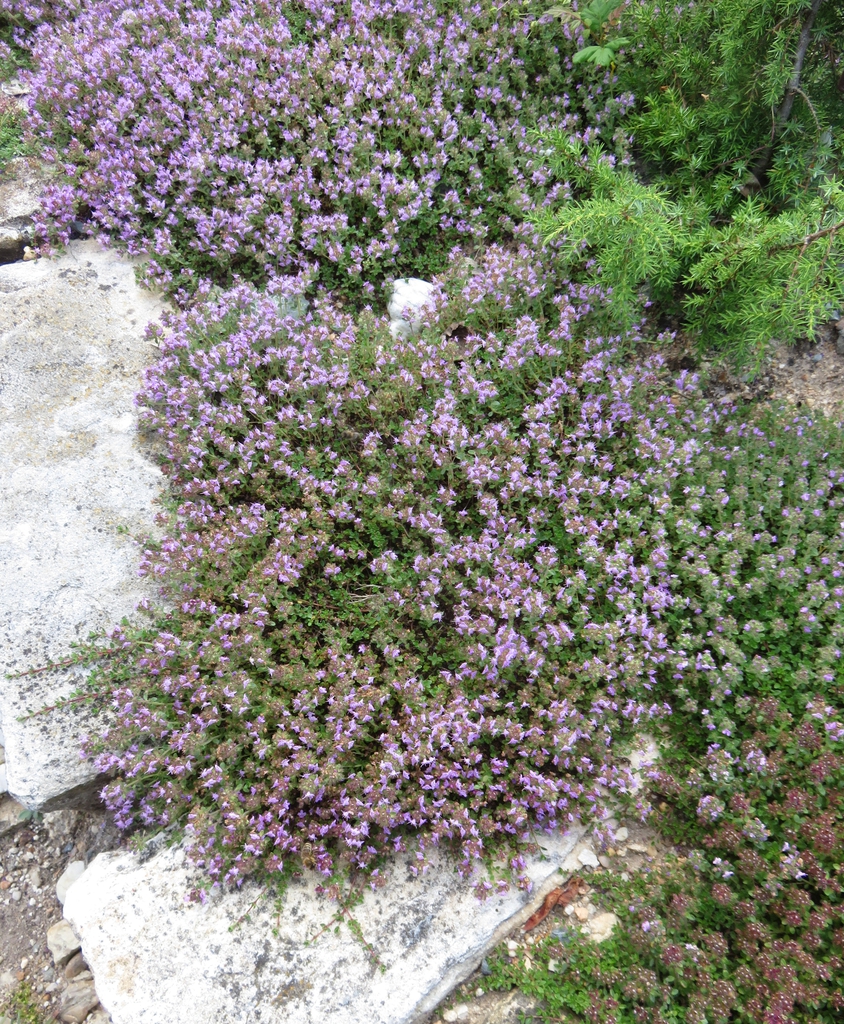 Form