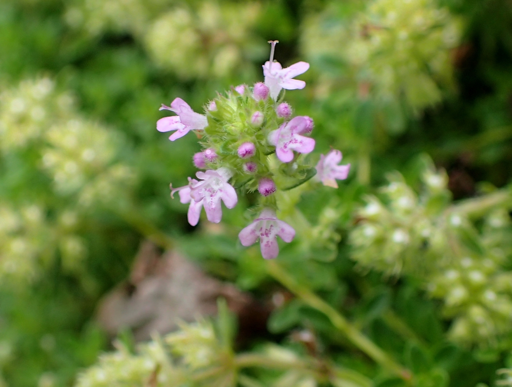 Close up of flower