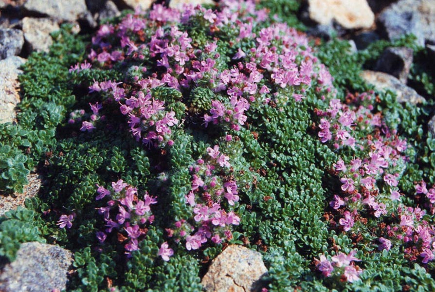 Rock garden