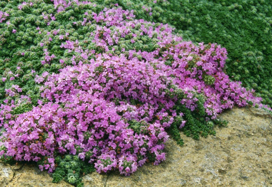 Form in bloom