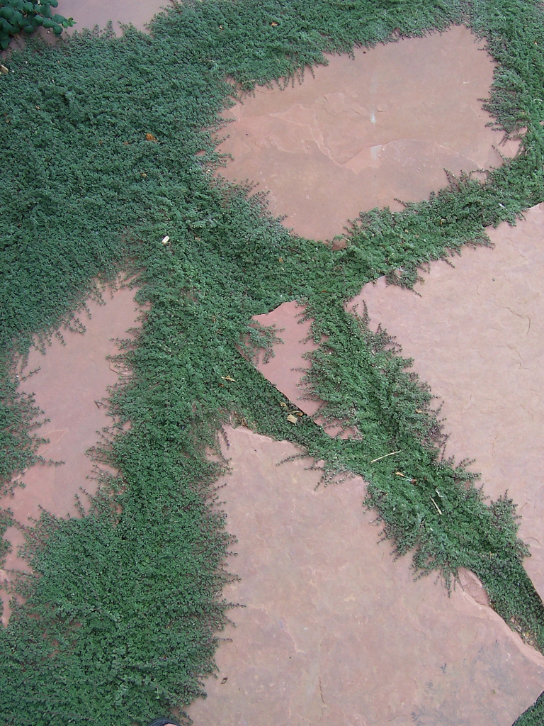 Thymus pseudolanguinosus (Woolly Thyme) between stones
