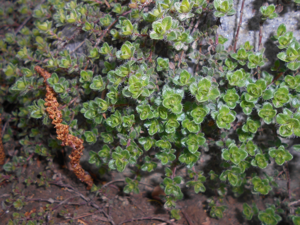 Form