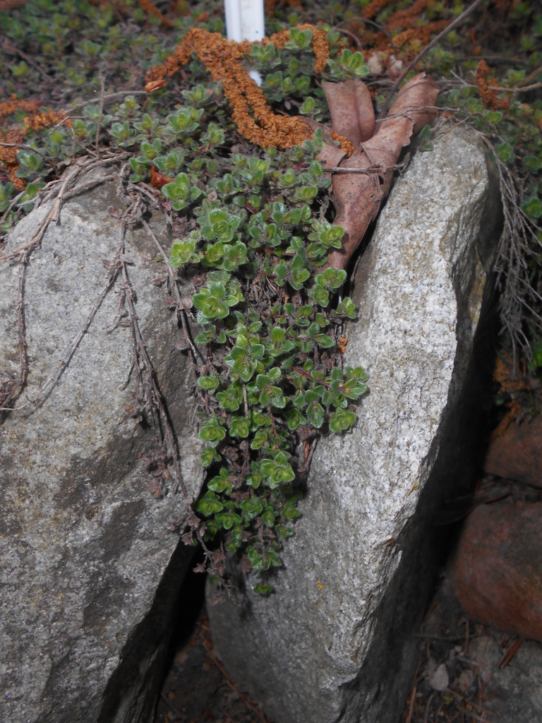 Crevice garden